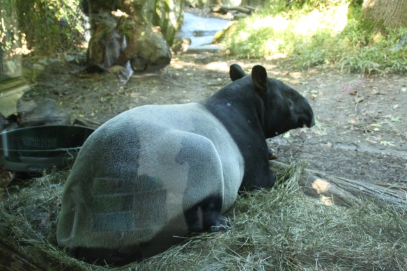 Valitettavasti sain kuvan vain lasin takaa, joten kaupanpäällisiksi myös blogistin heijastus tapiirin takapuolessa.